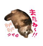 シェリーの日常（個別スタンプ：21）