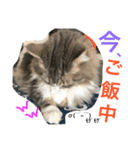 シェリーの日常（個別スタンプ：22）