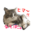 シェリーの日常（個別スタンプ：24）