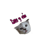 Yeye＆kumla（個別スタンプ：16）
