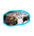 えるにゃ（個別スタンプ：2）