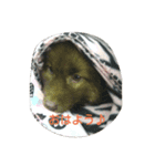 子犬のメルちゃんの日常挨拶（個別スタンプ：1）