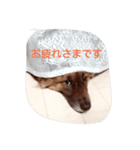 子犬のメルちゃんの日常挨拶（個別スタンプ：2）