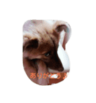 子犬のメルちゃんの日常挨拶（個別スタンプ：3）