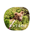 子犬のメルちゃんの日常挨拶（個別スタンプ：4）