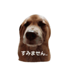 子犬のメルちゃんの日常挨拶（個別スタンプ：5）