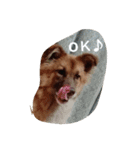 子犬のメルちゃんの日常挨拶（個別スタンプ：6）