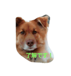 子犬のメルちゃんの日常挨拶（個別スタンプ：7）