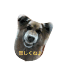 子犬のメルちゃんの日常挨拶（個別スタンプ：8）