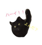 チョコちゃんの日常 壱の巻（個別スタンプ：1）
