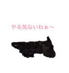 チョコちゃんの日常 壱の巻（個別スタンプ：6）