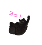 チョコちゃんの日常 壱の巻（個別スタンプ：8）