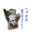 ヘマ パート2（個別スタンプ：13）
