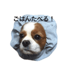 キャバリアココア（個別スタンプ：1）