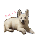 ホワイトシェパード あやめさん（個別スタンプ：1）