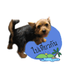 Mafia Norwich Terrier（個別スタンプ：1）