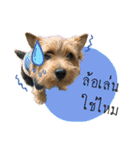 Mafia Norwich Terrier（個別スタンプ：3）
