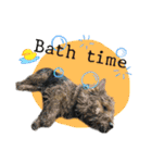 Mafia Norwich Terrier（個別スタンプ：5）