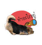 Mafia Norwich Terrier（個別スタンプ：6）