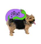 Mafia Norwich Terrier（個別スタンプ：9）