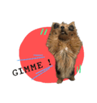 Mafia Norwich Terrier（個別スタンプ：10）