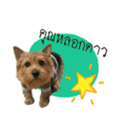 Mafia Norwich Terrier（個別スタンプ：11）