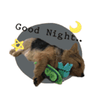 Mafia Norwich Terrier（個別スタンプ：12）