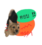 Mafia Norwich Terrier（個別スタンプ：13）