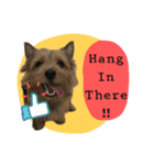 Mafia Norwich Terrier（個別スタンプ：14）