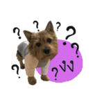 Mafia Norwich Terrier（個別スタンプ：15）