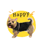 Mafia Norwich Terrier（個別スタンプ：16）