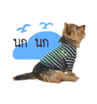 Mafia Norwich Terrier（個別スタンプ：17）