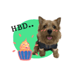 Mafia Norwich Terrier（個別スタンプ：18）