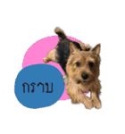 Mafia Norwich Terrier（個別スタンプ：19）