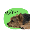 Mafia Norwich Terrier（個別スタンプ：21）