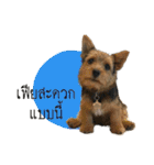 Mafia Norwich Terrier（個別スタンプ：22）
