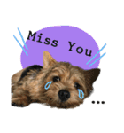 Mafia Norwich Terrier（個別スタンプ：23）