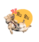 Mafia Norwich Terrier（個別スタンプ：24）