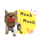 Mafia Norwich Terrier（個別スタンプ：25）