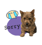 Mafia Norwich Terrier（個別スタンプ：27）