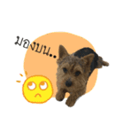 Mafia Norwich Terrier（個別スタンプ：28）