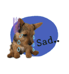 Mafia Norwich Terrier（個別スタンプ：29）