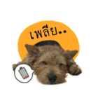 Mafia Norwich Terrier（個別スタンプ：30）