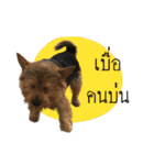 Mafia Norwich Terrier（個別スタンプ：32）