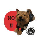 Mafia Norwich Terrier（個別スタンプ：33）