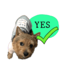 Mafia Norwich Terrier（個別スタンプ：34）