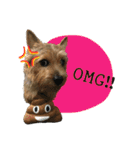 Mafia Norwich Terrier（個別スタンプ：35）