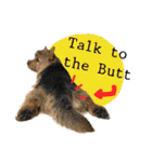 Mafia Norwich Terrier（個別スタンプ：38）