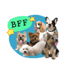 Mafia Norwich Terrier（個別スタンプ：40）