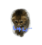torachan_cat（個別スタンプ：2）